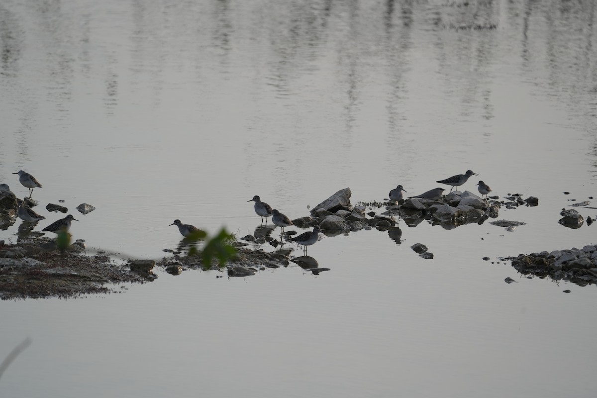 vodouš bahenní - ML646047472