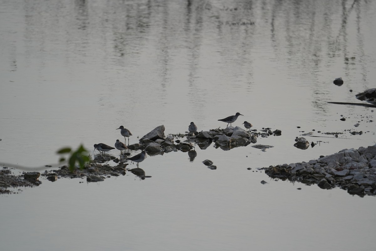 vodouš bahenní - ML646047473