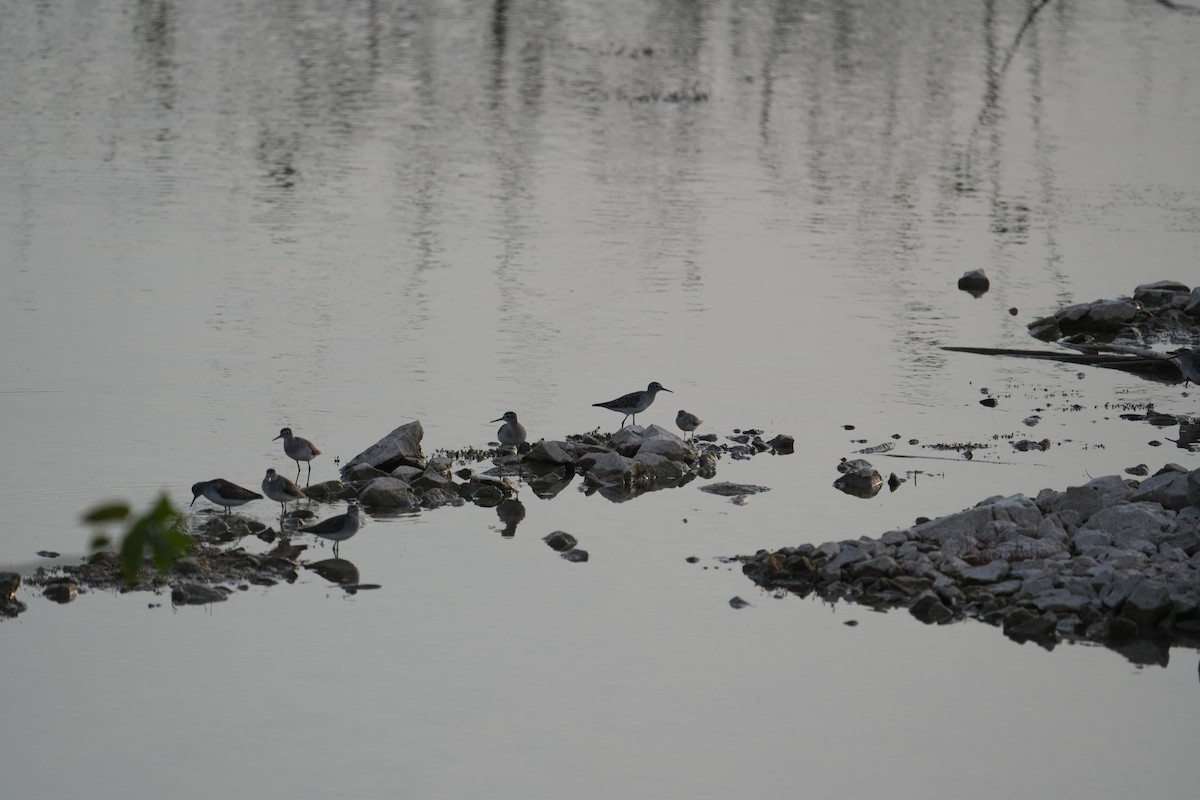 vodouš bahenní - ML646047474