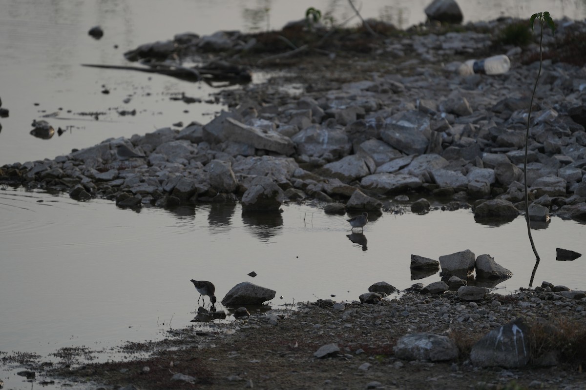 vodouš bahenní - ML646047475