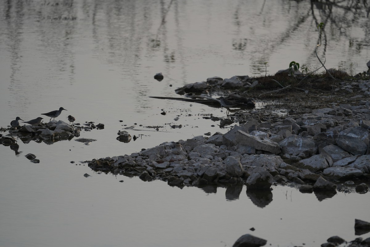 vodouš bahenní - ML646047476