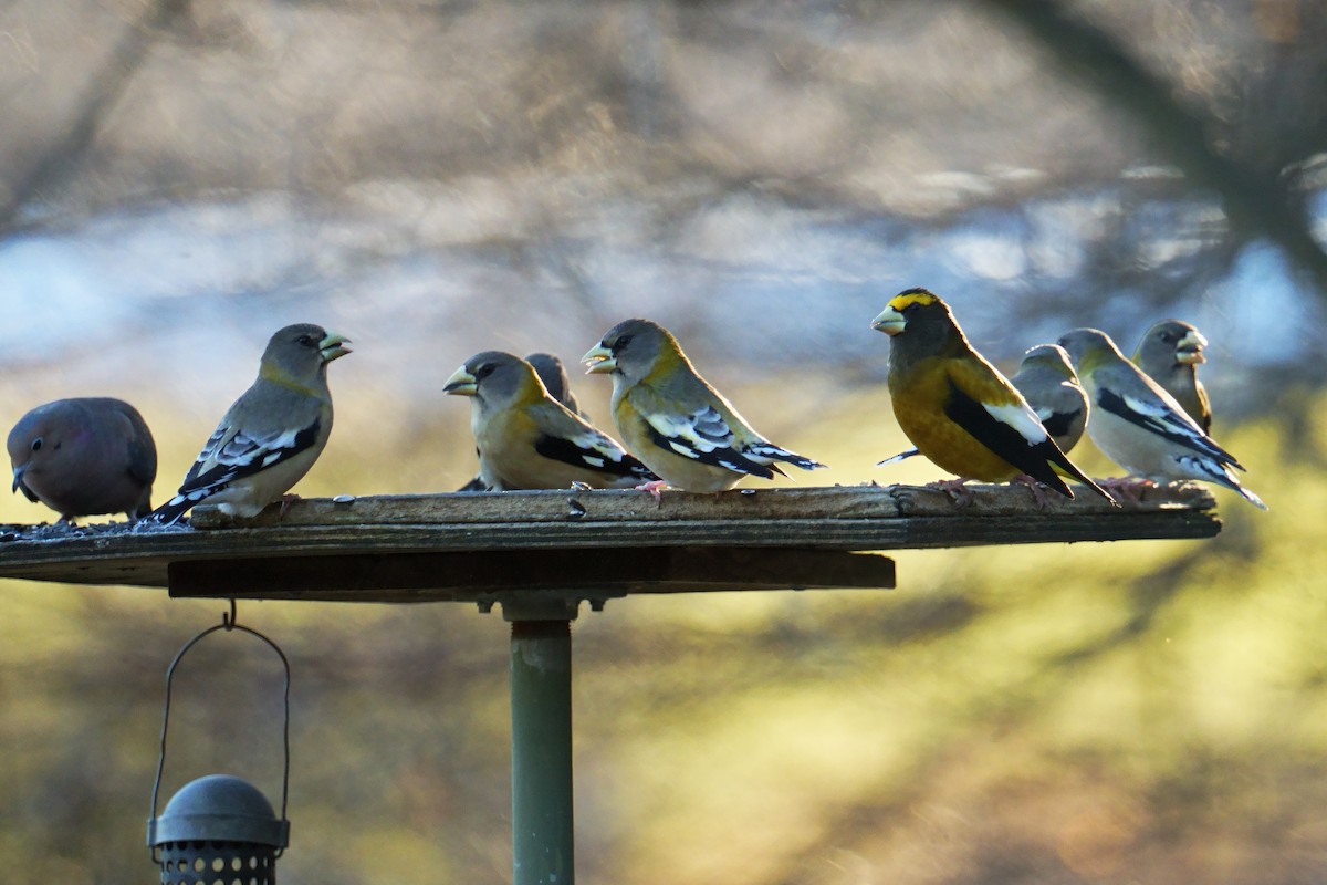 Evening Grosbeak - ML646047477