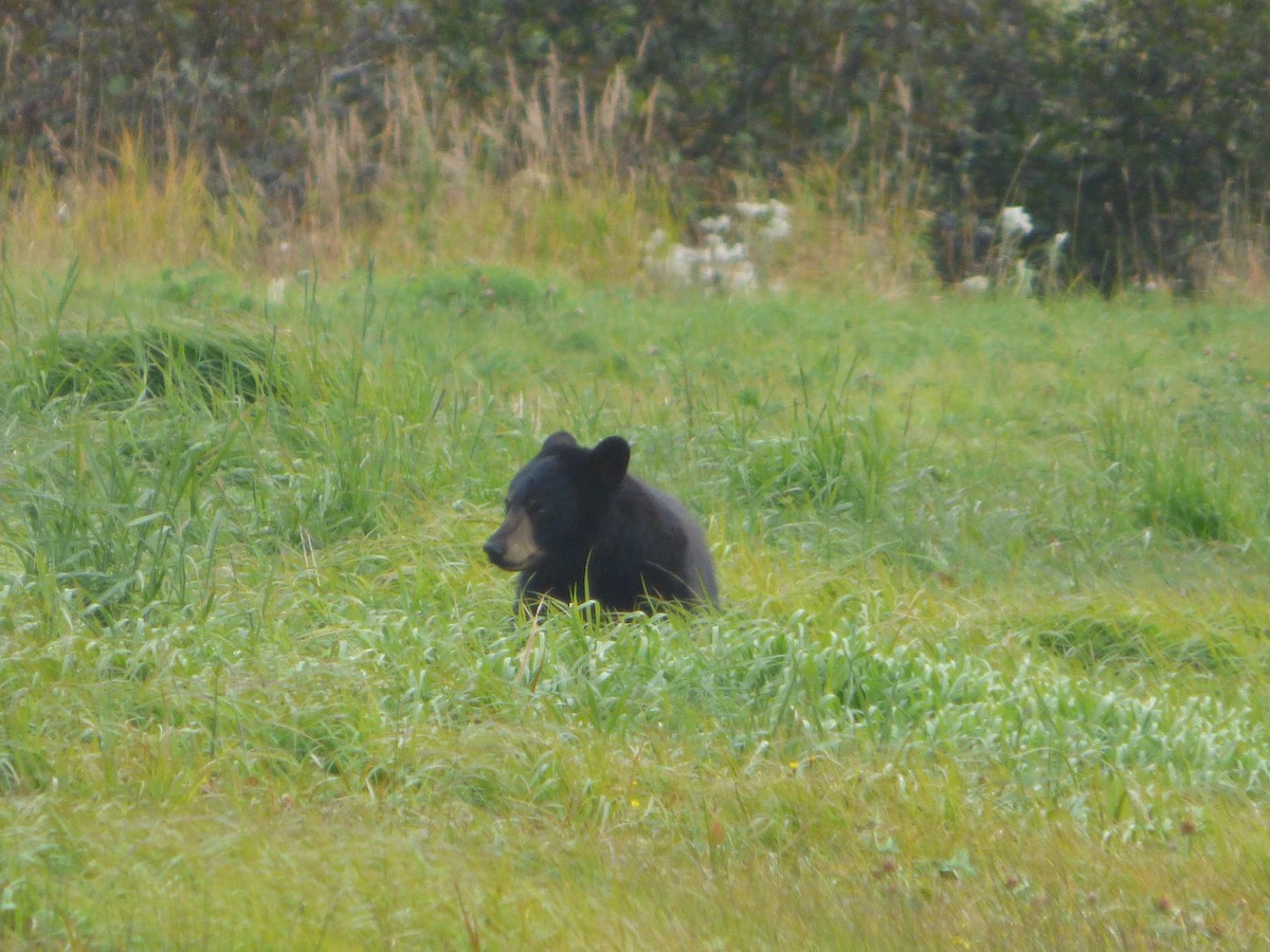 American Black Bear - ML646047478