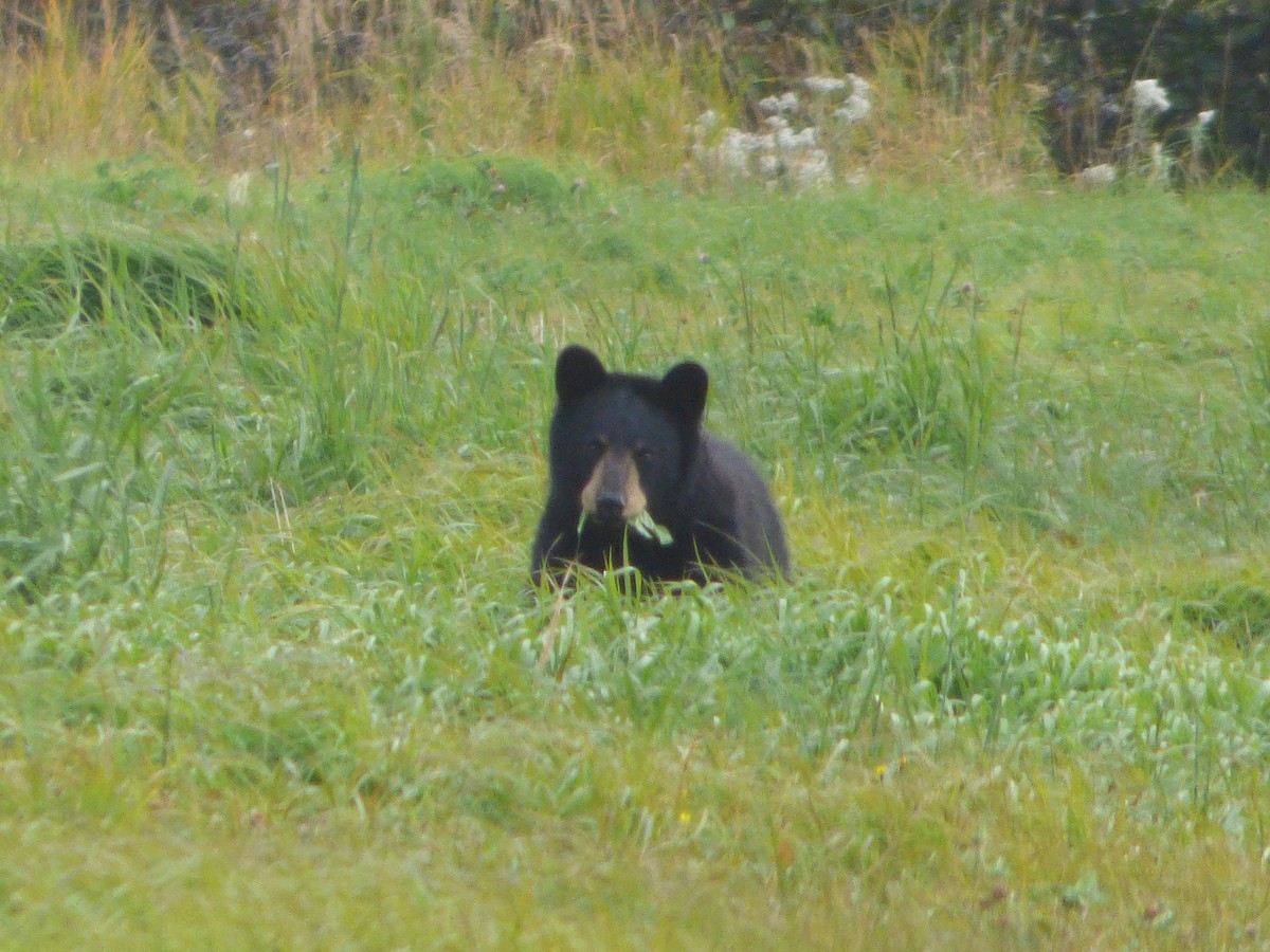 American Black Bear - ML646047479