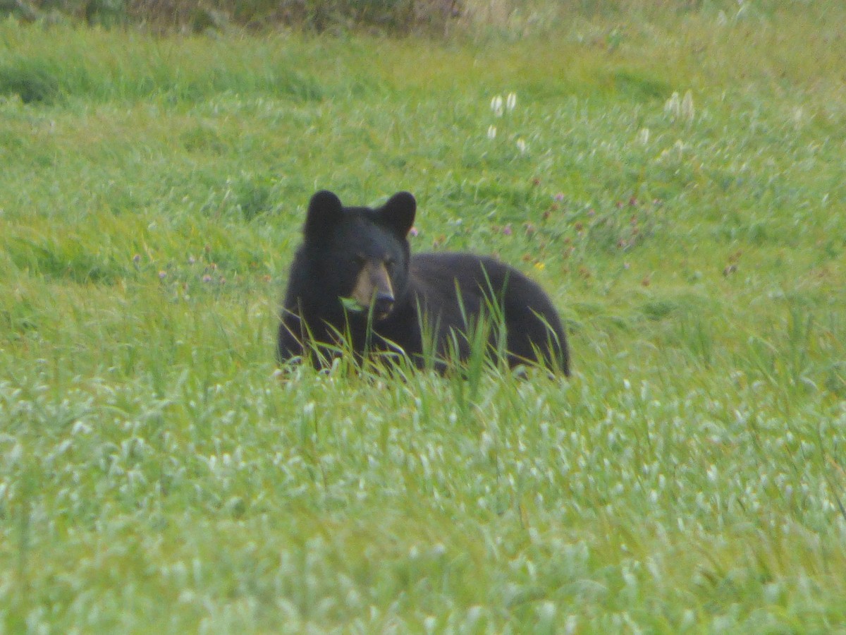 American Black Bear - ML646047480