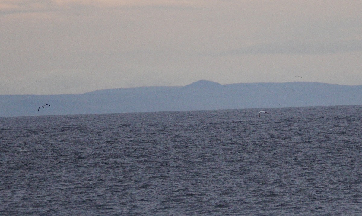 havsule - ML646047481