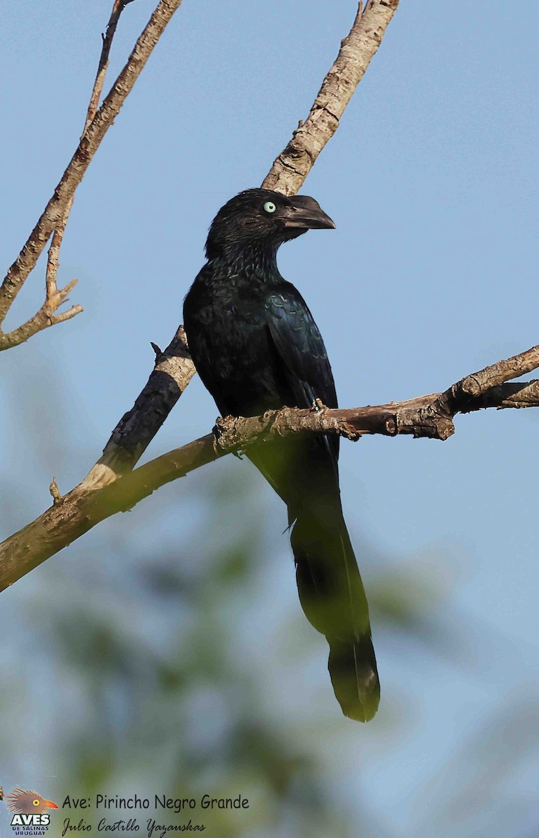 Greater Ani - ML646047482