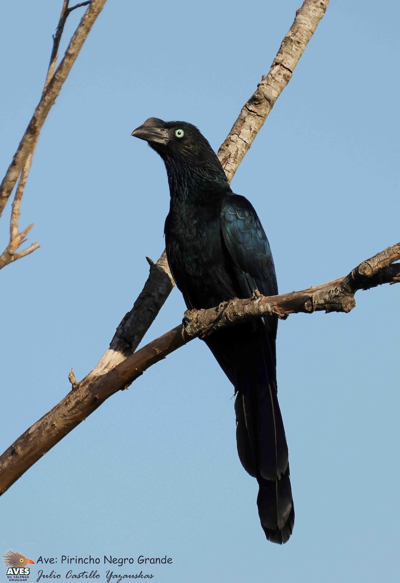 Greater Ani - ML646047483