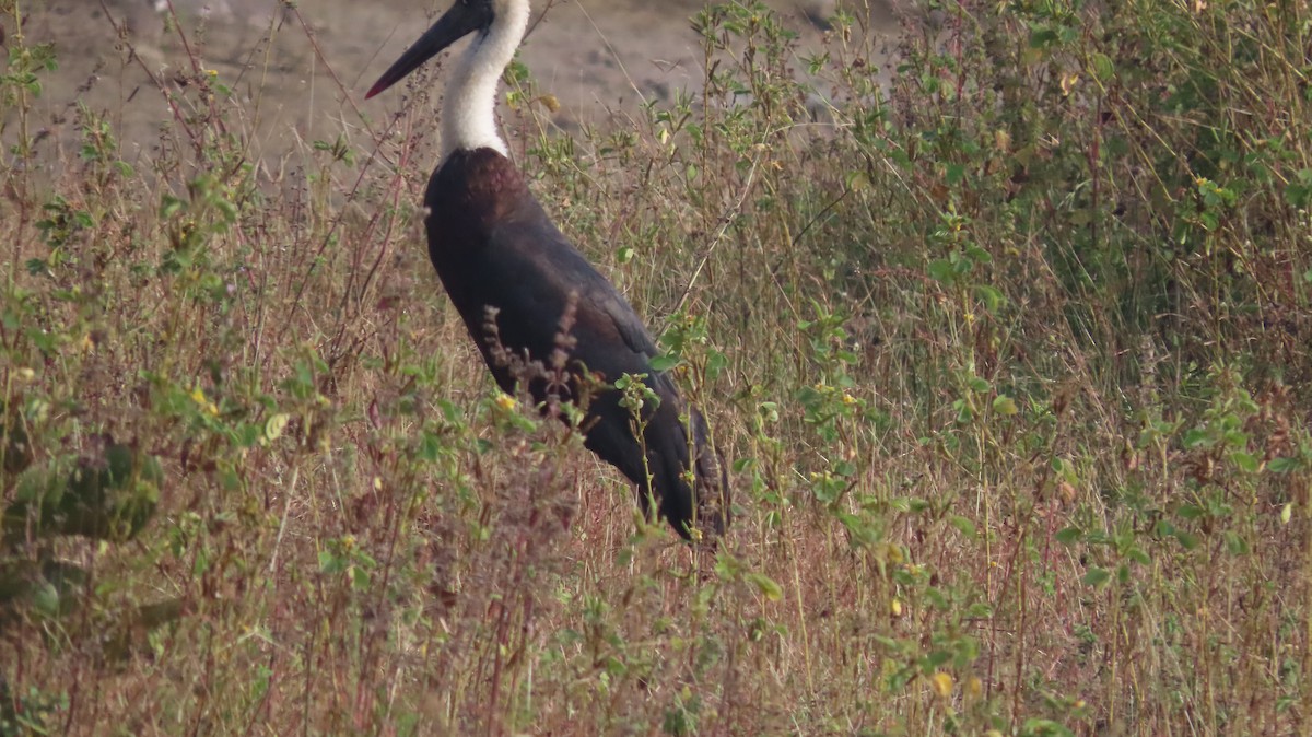 Asian Woolly-necked Stork - ML646047484