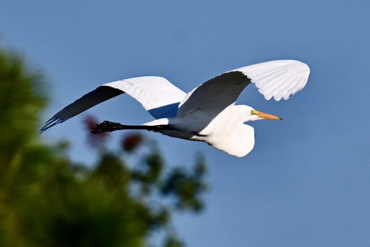 Great Egret - ML646047485