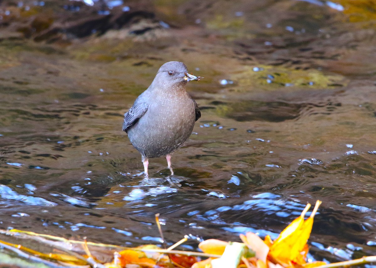 American Dipper - ML646047486