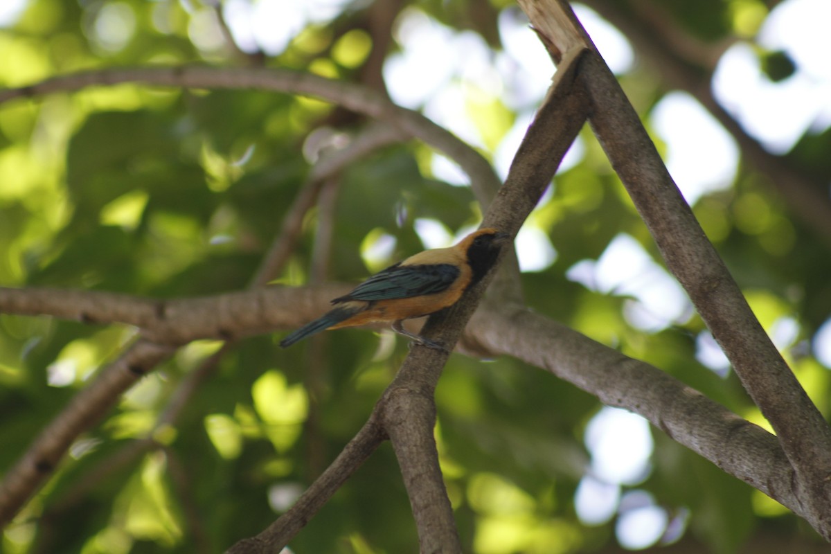 Burnished-buff Tanager - ML646047488