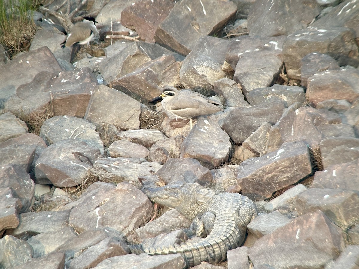 Great Thick-knee - ML646047489
