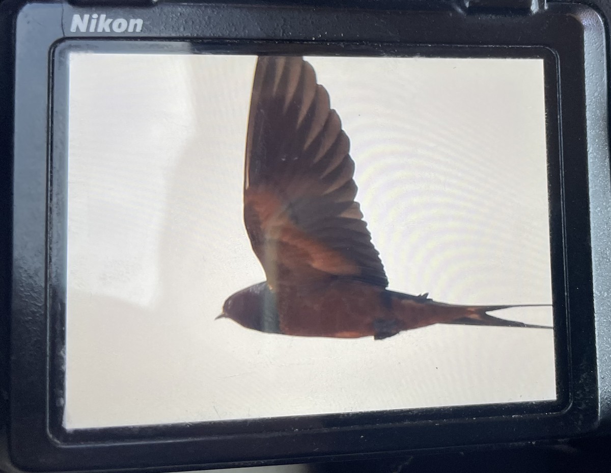 Barn Swallow (Egyptian) - ML646047499