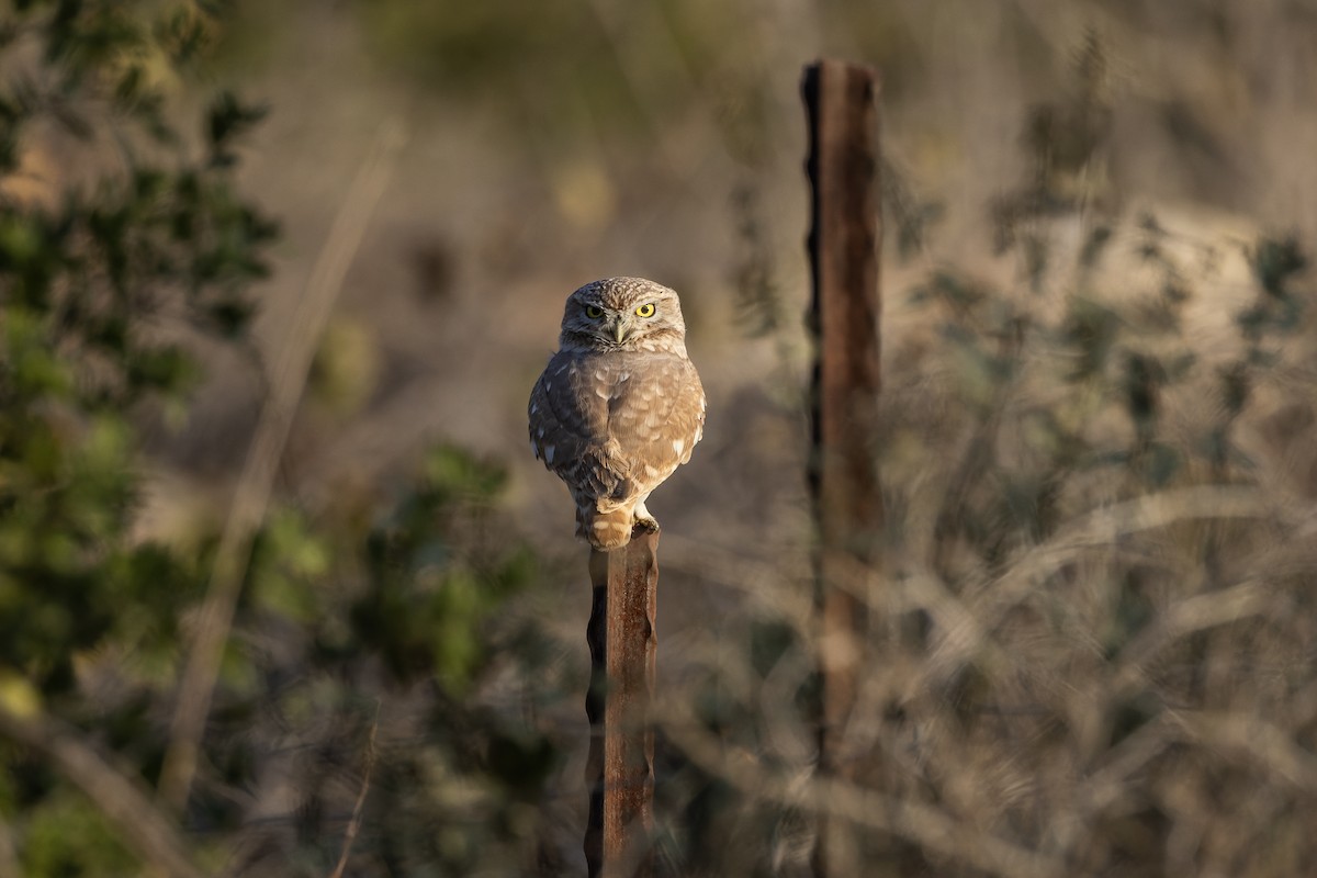 Little Owl - ML646047500
