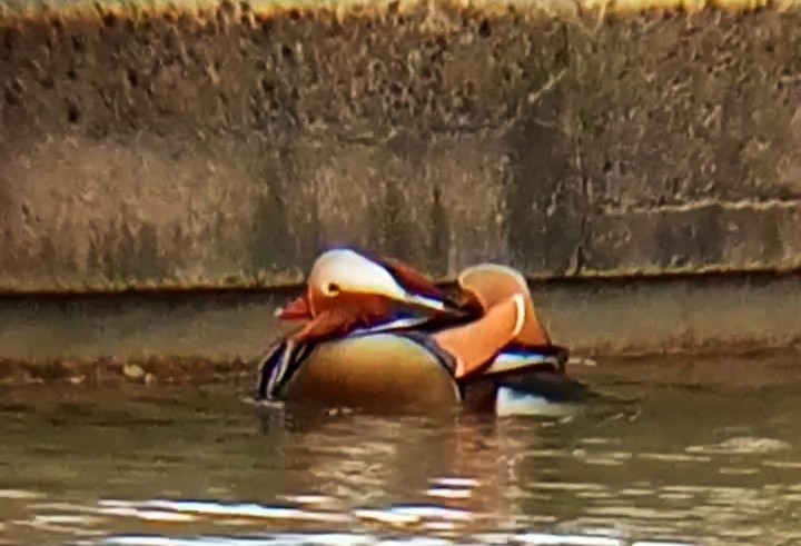 kachnička mandarínská - ML646047503