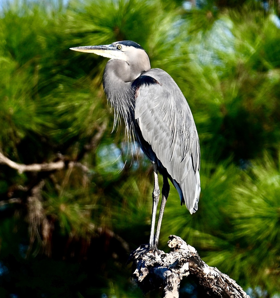 Great Blue Heron - ML646047504