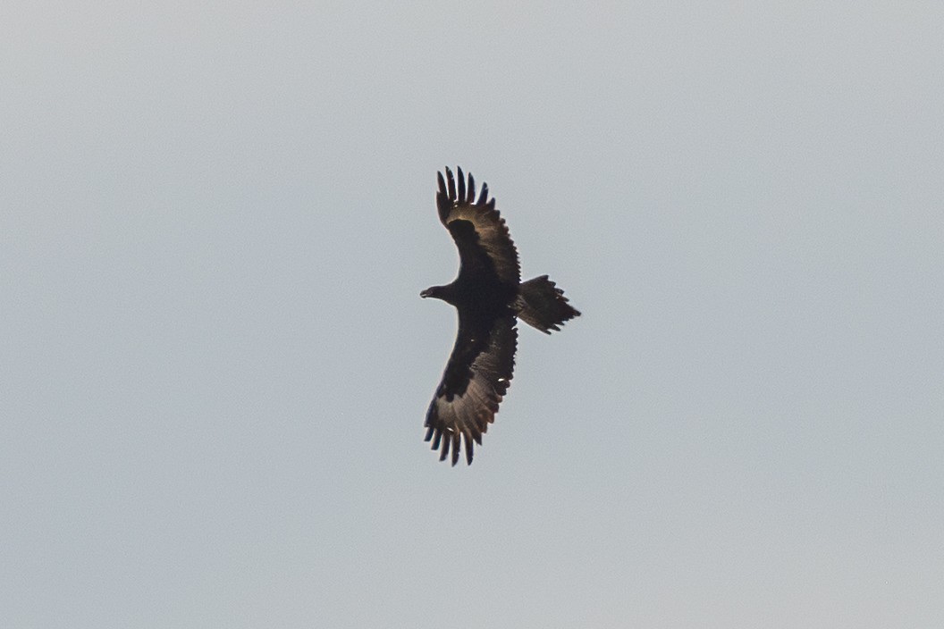 Wedge-tailed Eagle - ML646047505