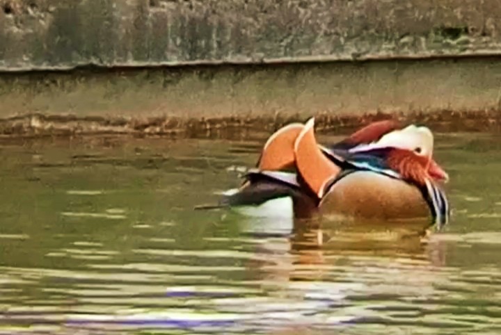 kachnička mandarínská - ML646047506