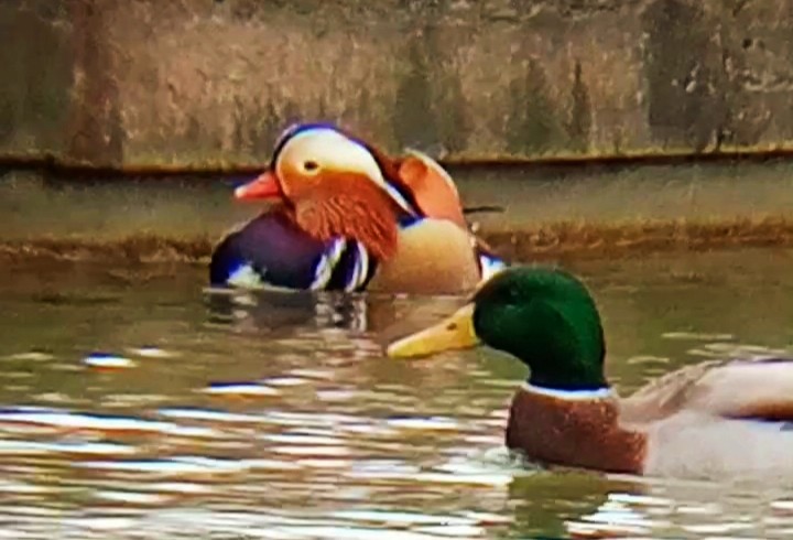 kachnička mandarínská - ML646047508