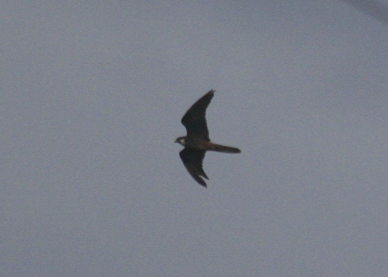 Halcón de Eleonora - ML646047509