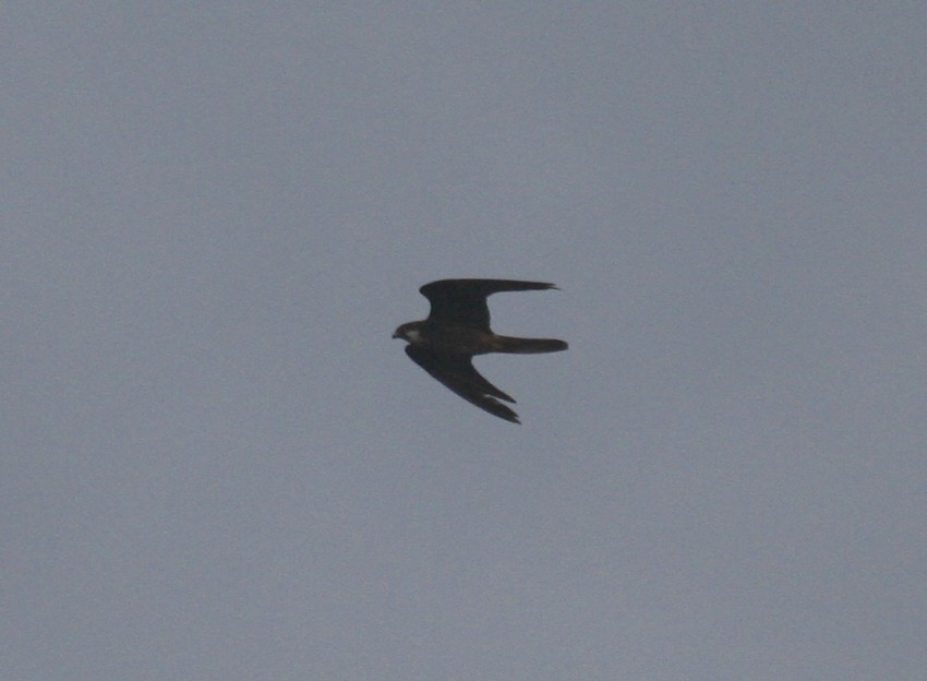 Halcón de Eleonora - ML646047511