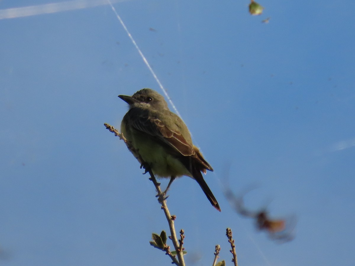 Cassin's Kingbird - ML646047514