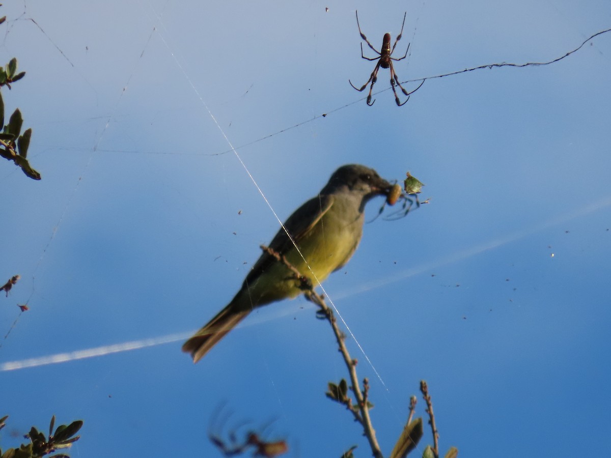 Cassin's Kingbird - ML646047516
