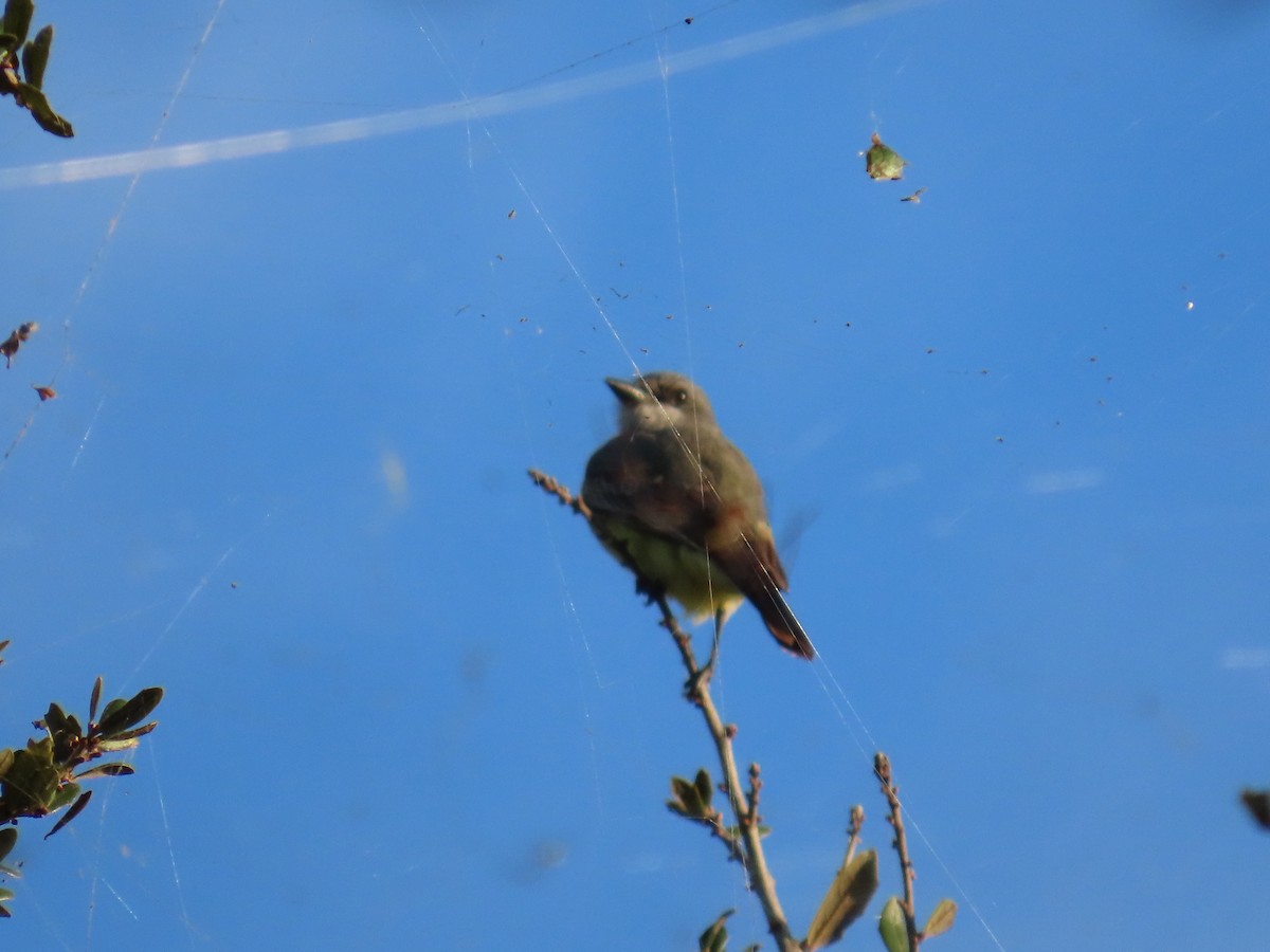Cassin's Kingbird - ML646047517