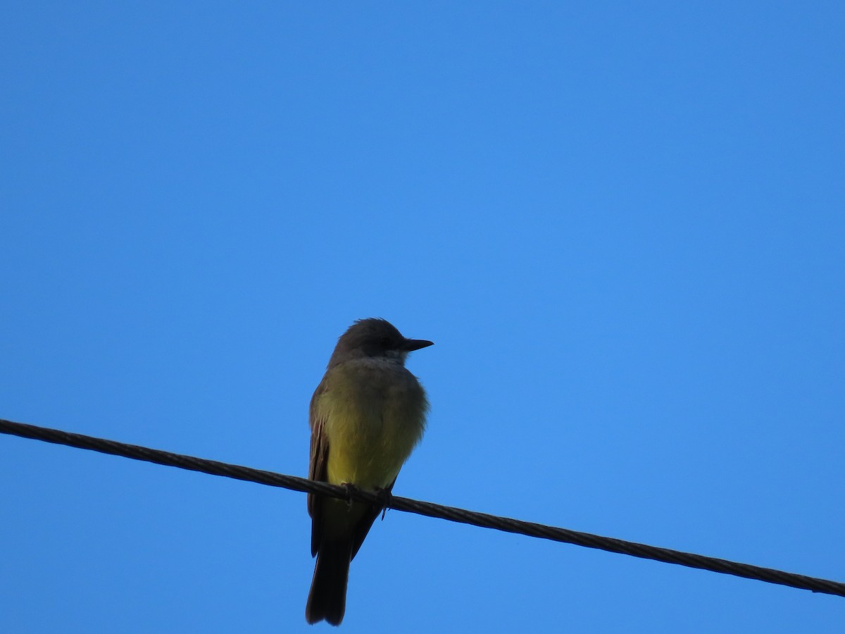 Cassin's Kingbird - ML646047519