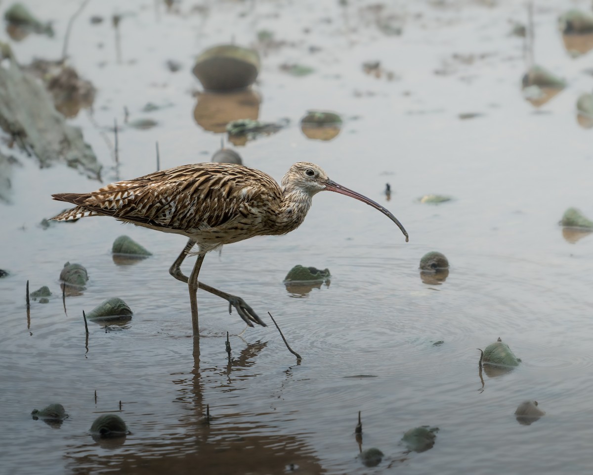 Eurasian Curlew - ML646047520