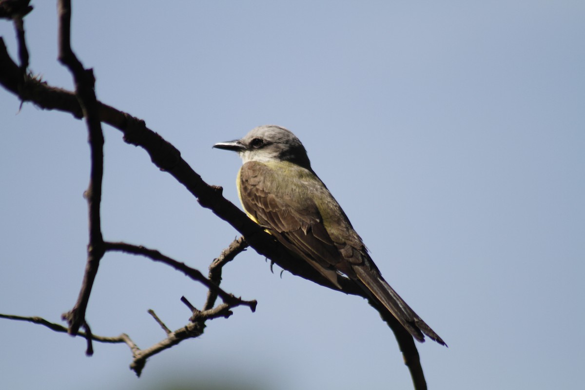Tropical Kingbird - ML646047521
