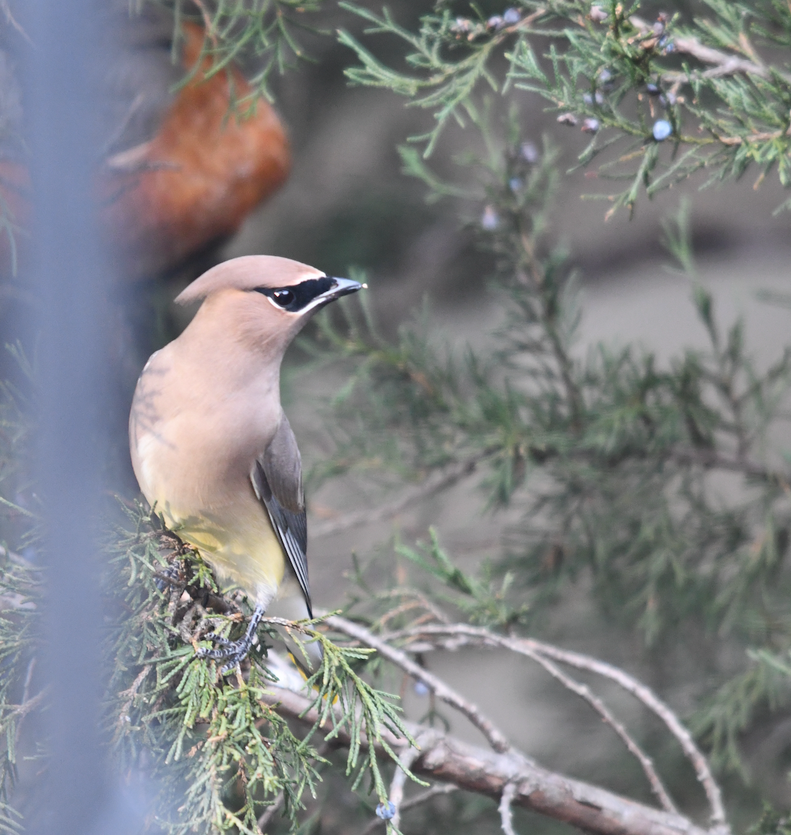 Cedar Waxwing - ML646047524