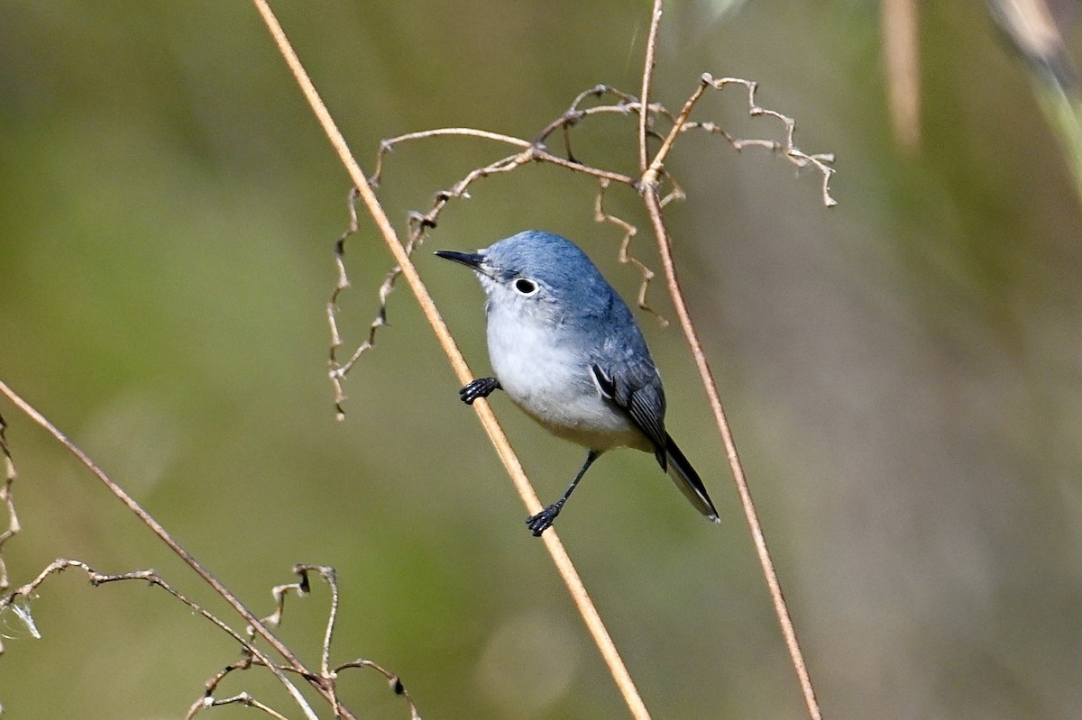 Blue-gray Gnatcatcher - ML646047527