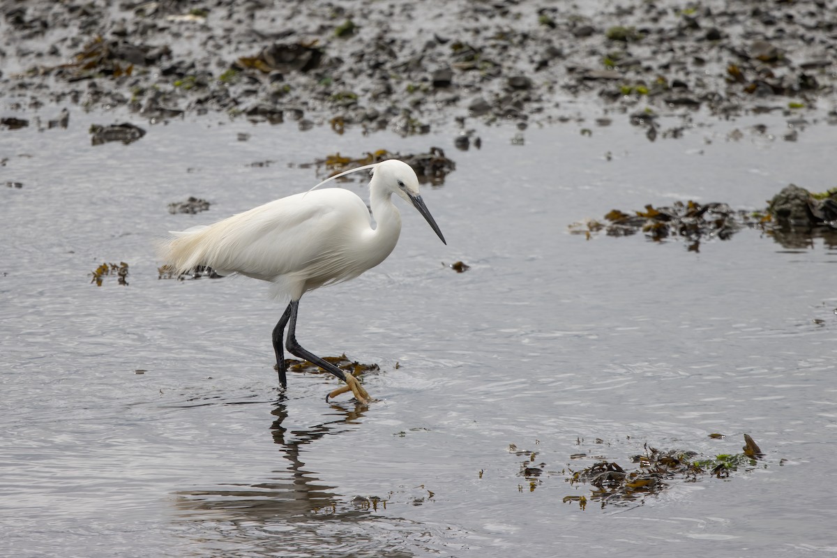 Little Egret - ML646047531