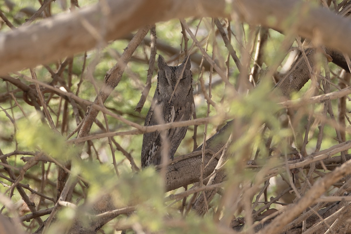 Pallid Scops-Owl - ML646047532