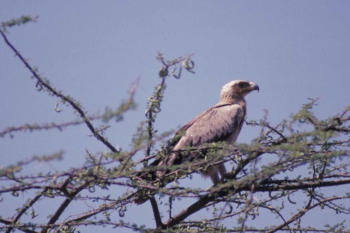 savanneørn - ML646047538