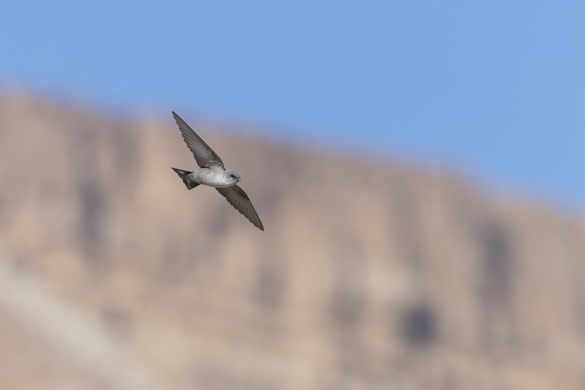 Pale Crag-Martin - ML646047542