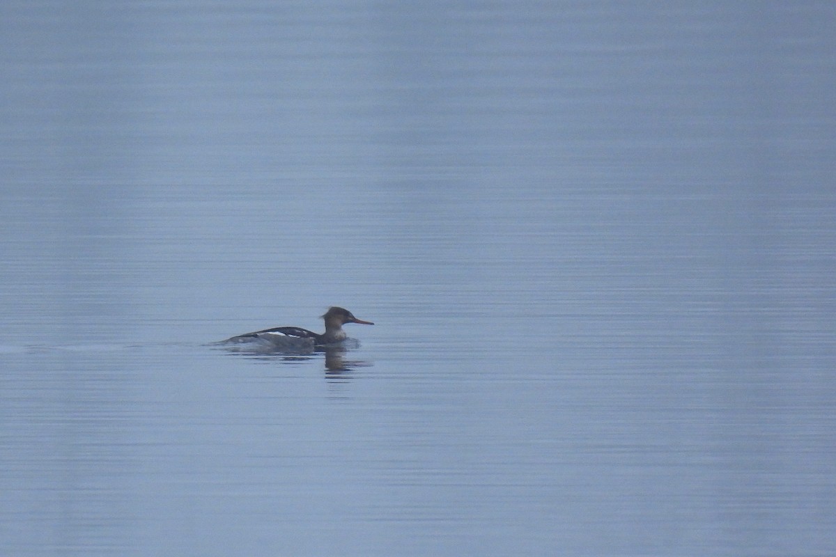 Red-breasted Merganser - ML646047553