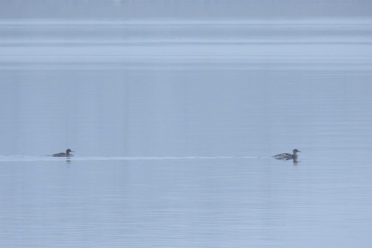 Red-breasted Merganser - ML646047554