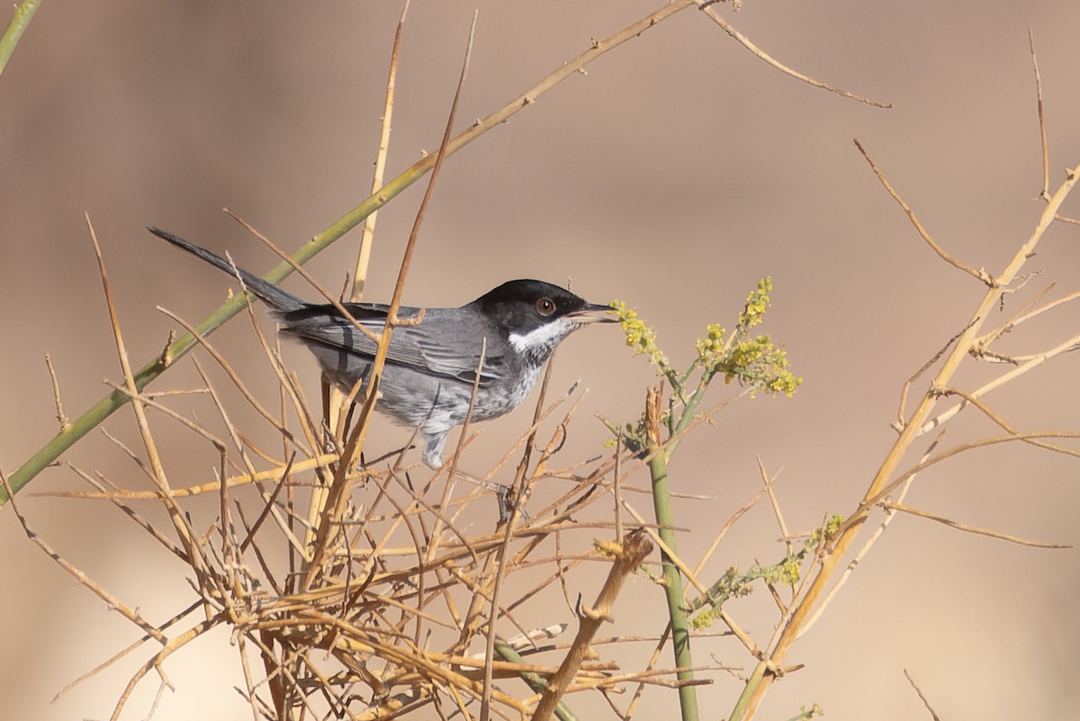 Cyprus Warbler - ML646047560