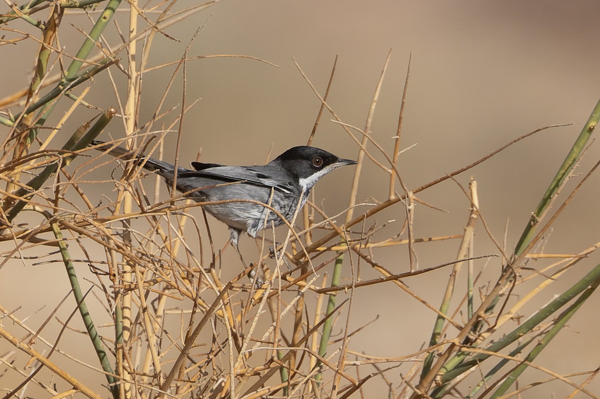 Cyprus Warbler - ML646047561