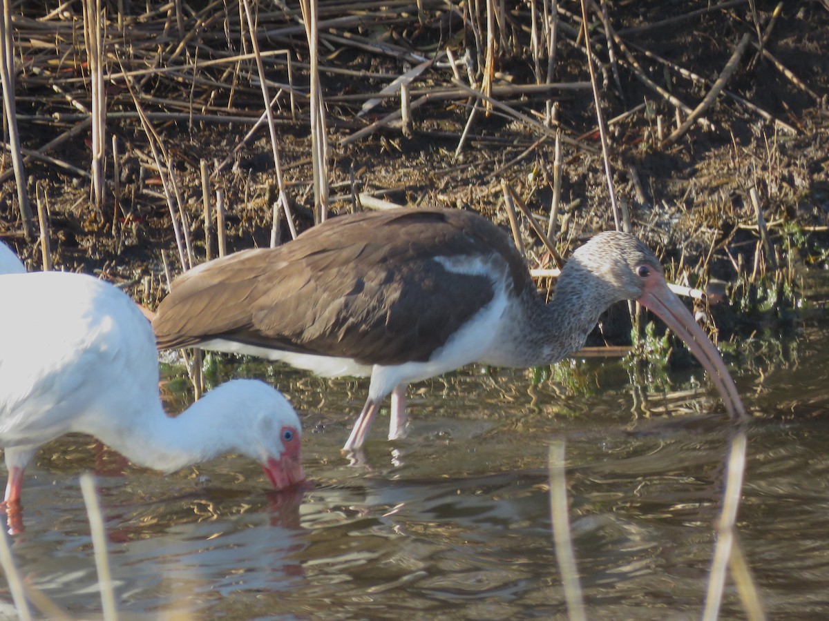 Ібіс білий - ML646047568