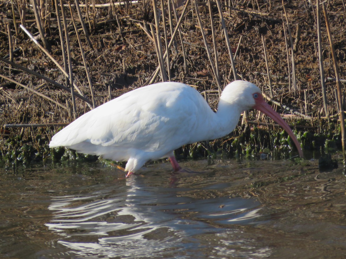 Ібіс білий - ML646047570