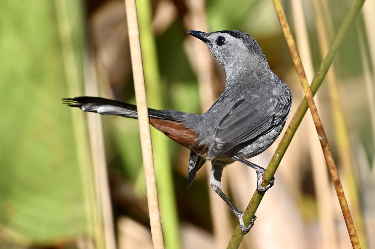 Gray Catbird - ML646047572