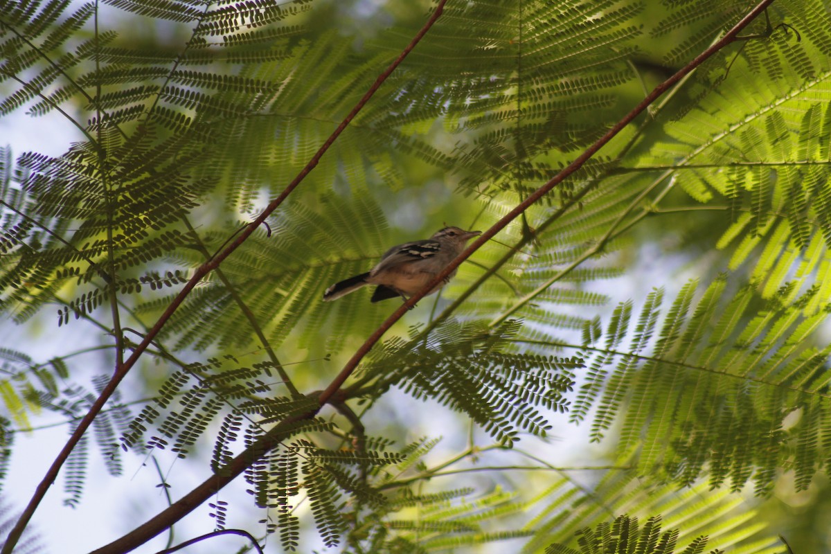 Large-billed Antwren - ML646047577