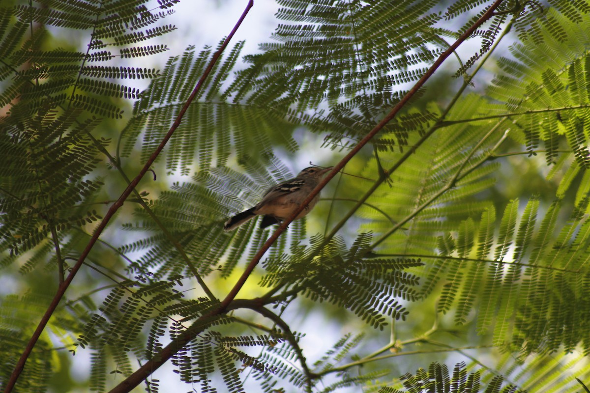 Large-billed Antwren - ML646047578