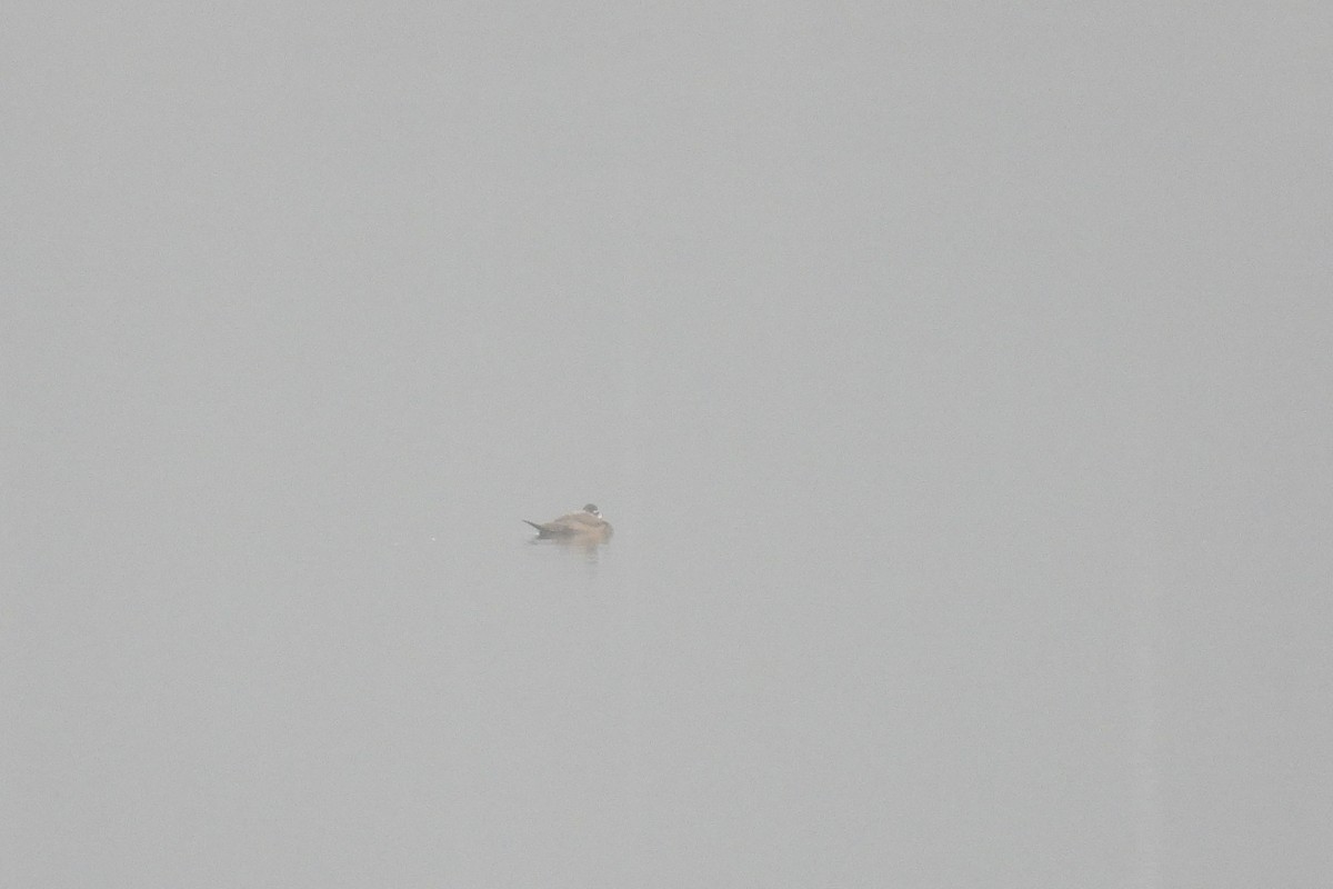 White-headed Duck - ML646047585