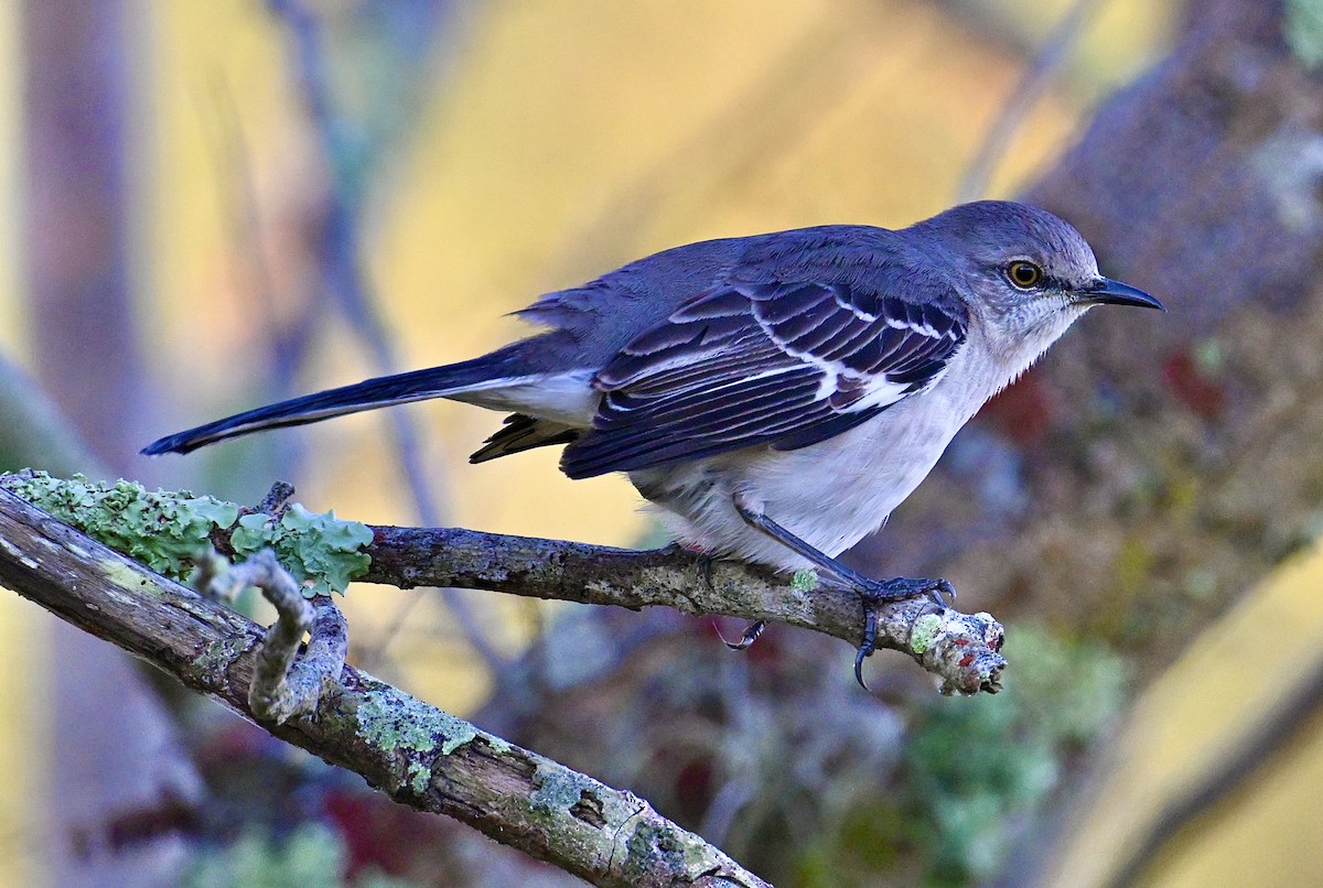 Kuzeyli Taklitçi - ML646047586