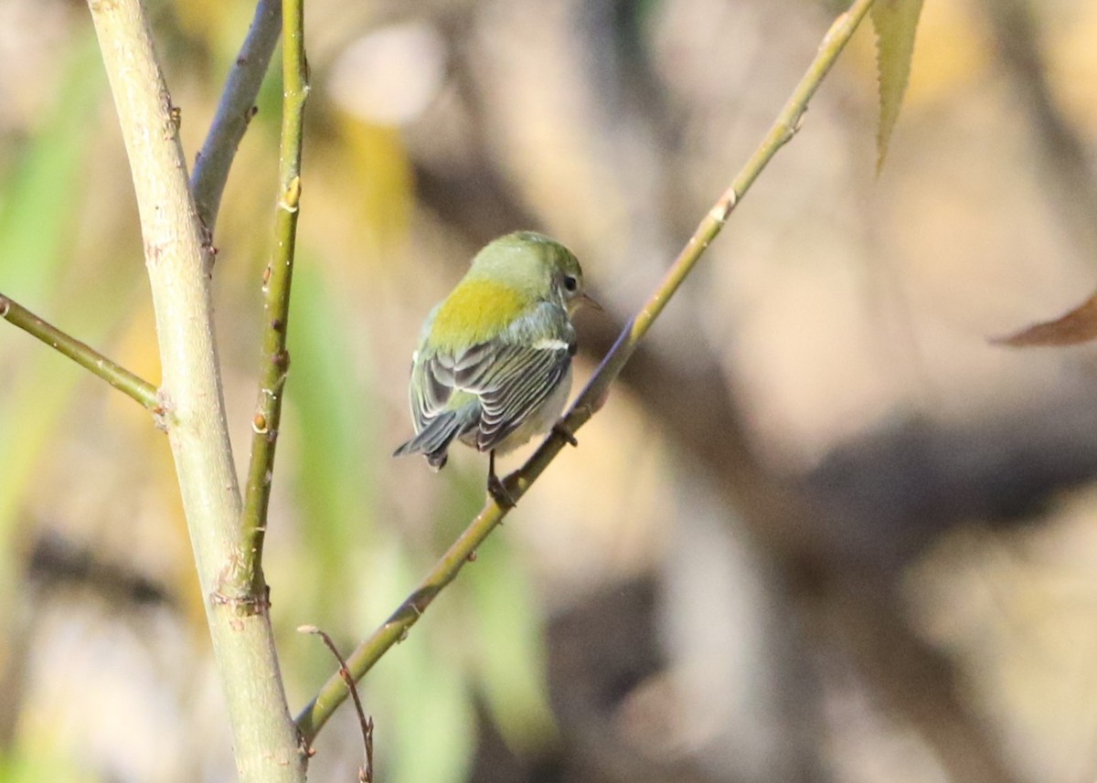 Northern Parula - ML646047591